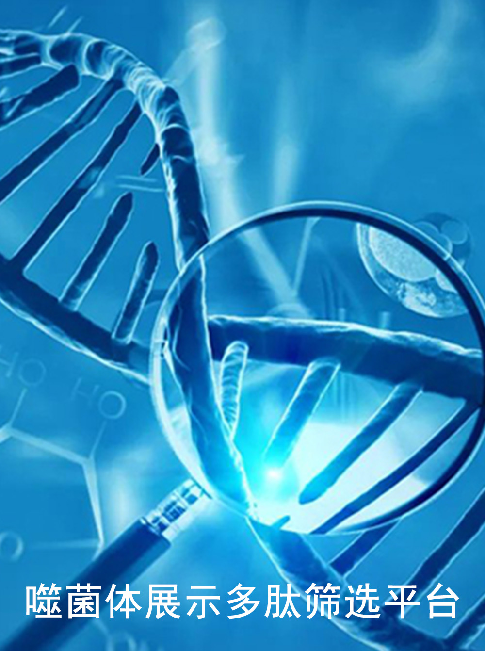 噬菌体展示多肽筛选平台