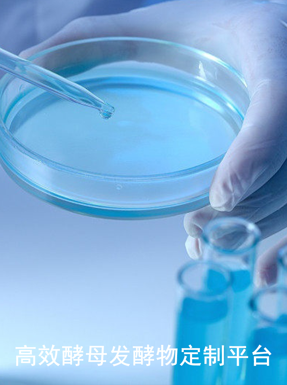 高效酵母发酵物定制平台