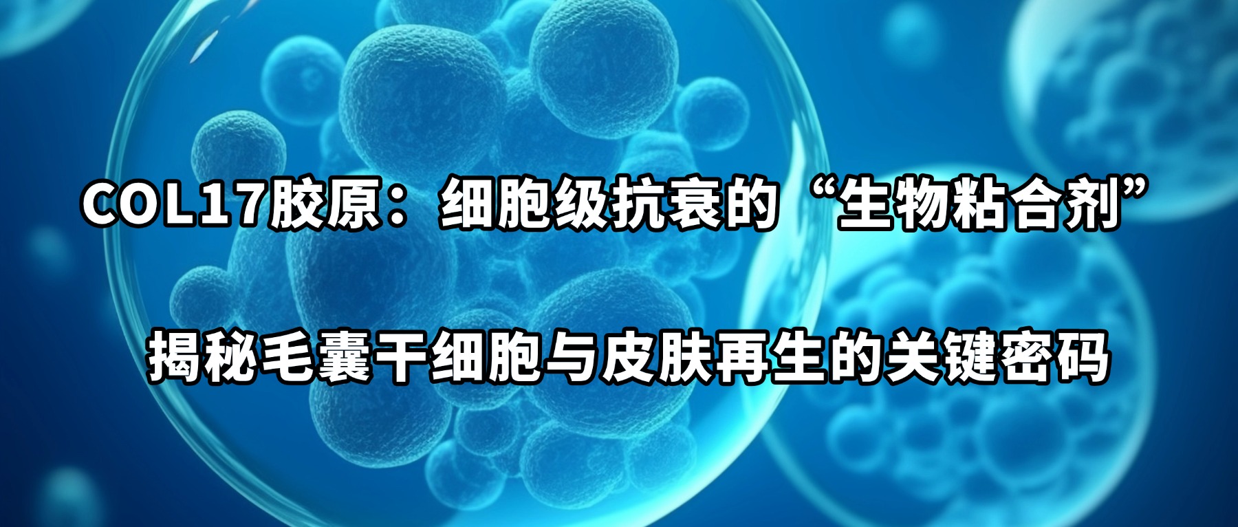 XVII型胶原：细胞级抗老的“生物粘合剂”